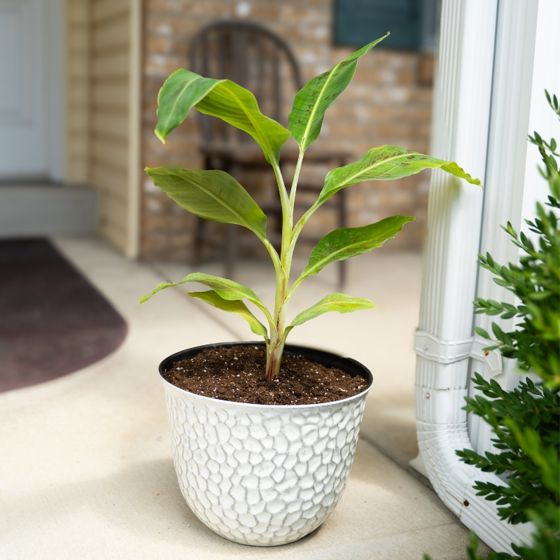 View full size image Photo of Dwarf Cavendish Banana Plant