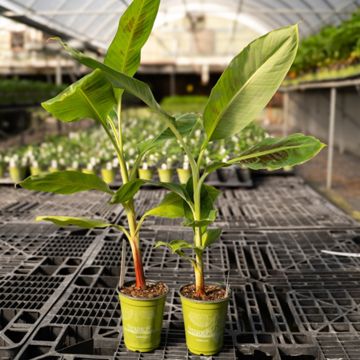 View full size image Photo of Dwarf Cavendish Banana Plant