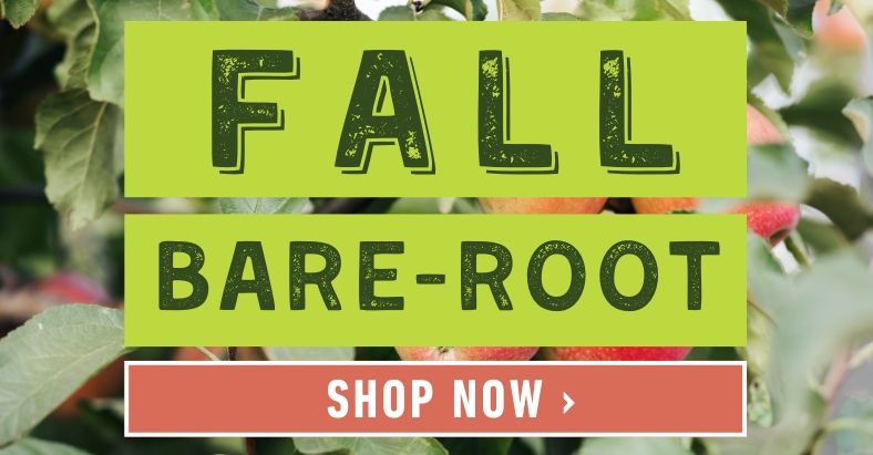 Bare-root trees for fall. Dig into bare-root value. Shop now.