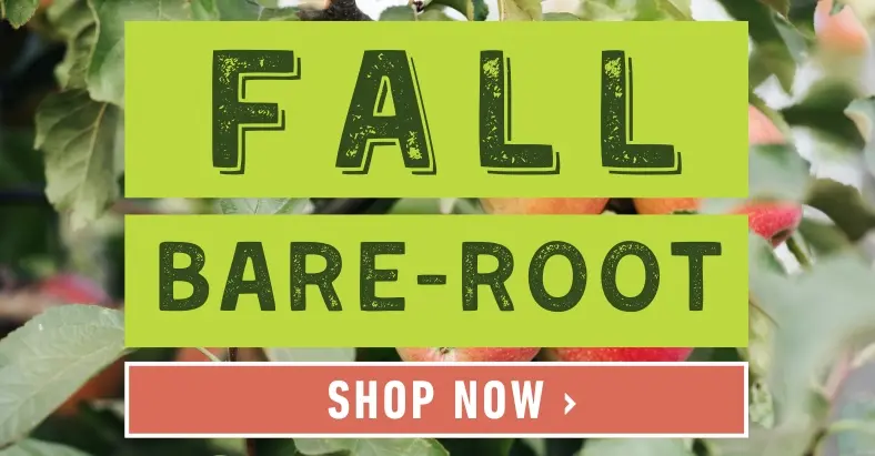 Bare-root trees for fall. Dig into bare-root value. Shop now.