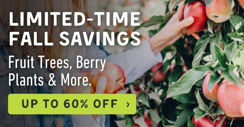 Shop Fall Savings!