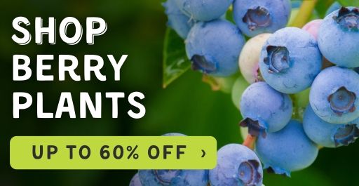 Shop Berry Plants