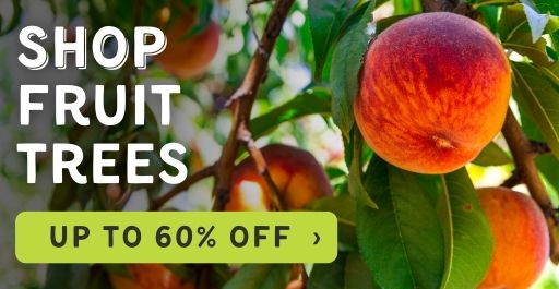 Shop Fruit Trees