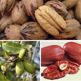 two pecan nut photos and one pecan tree photo