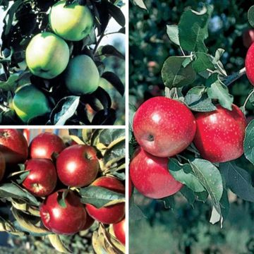 View full size image Three different apple trees in one photo