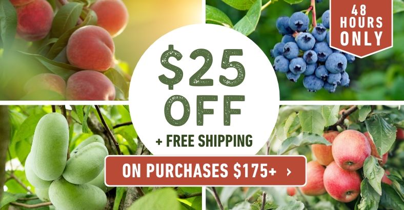 48 Hours Only! Save $25 and get free shipping on qualifying orders.
