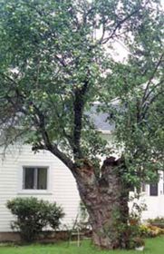 Photo of Johnny Appleseed Tree Tree