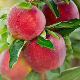 View full size image Red apples on tree