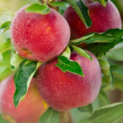 View full size image Red apples on tree