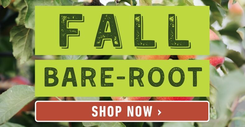 Bare-root trees for fall. Dig into bare-root value. Shop now.