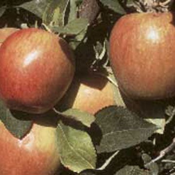 Photo of Braeburn Apple Tree