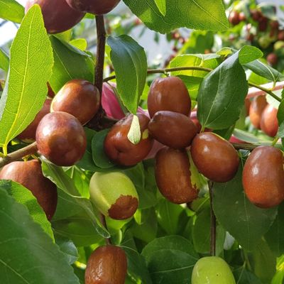 Brown and green jujubes on tree