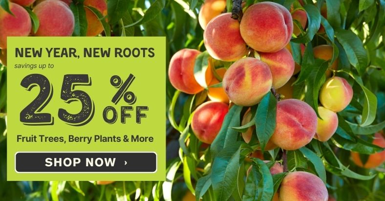 Save up to 25% on Items for Spring!