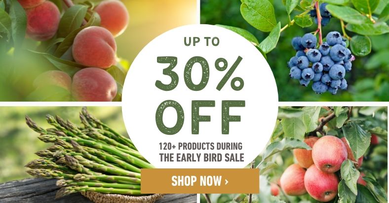 Save up to 30% off during the Early Bird Sale