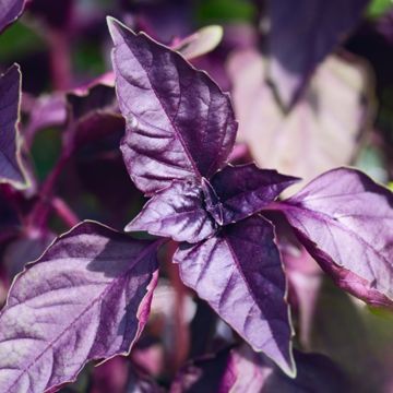 Leaves of purple basil