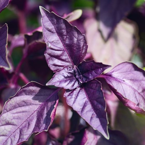 Leaves of purple basil