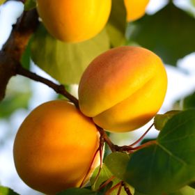 Golden apricots on tree