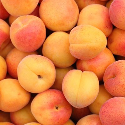 Golden apricot harvest