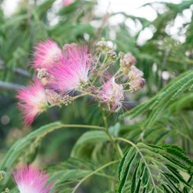 Pink bloom of a mimosa tree