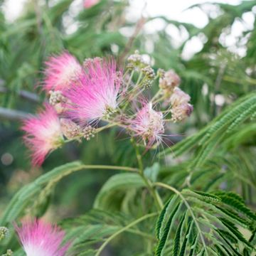 Pink bloom of a mimosa tree