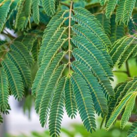 Fern-like leaves of a mimosa tree
