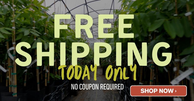 Free Shipping - Today Only!