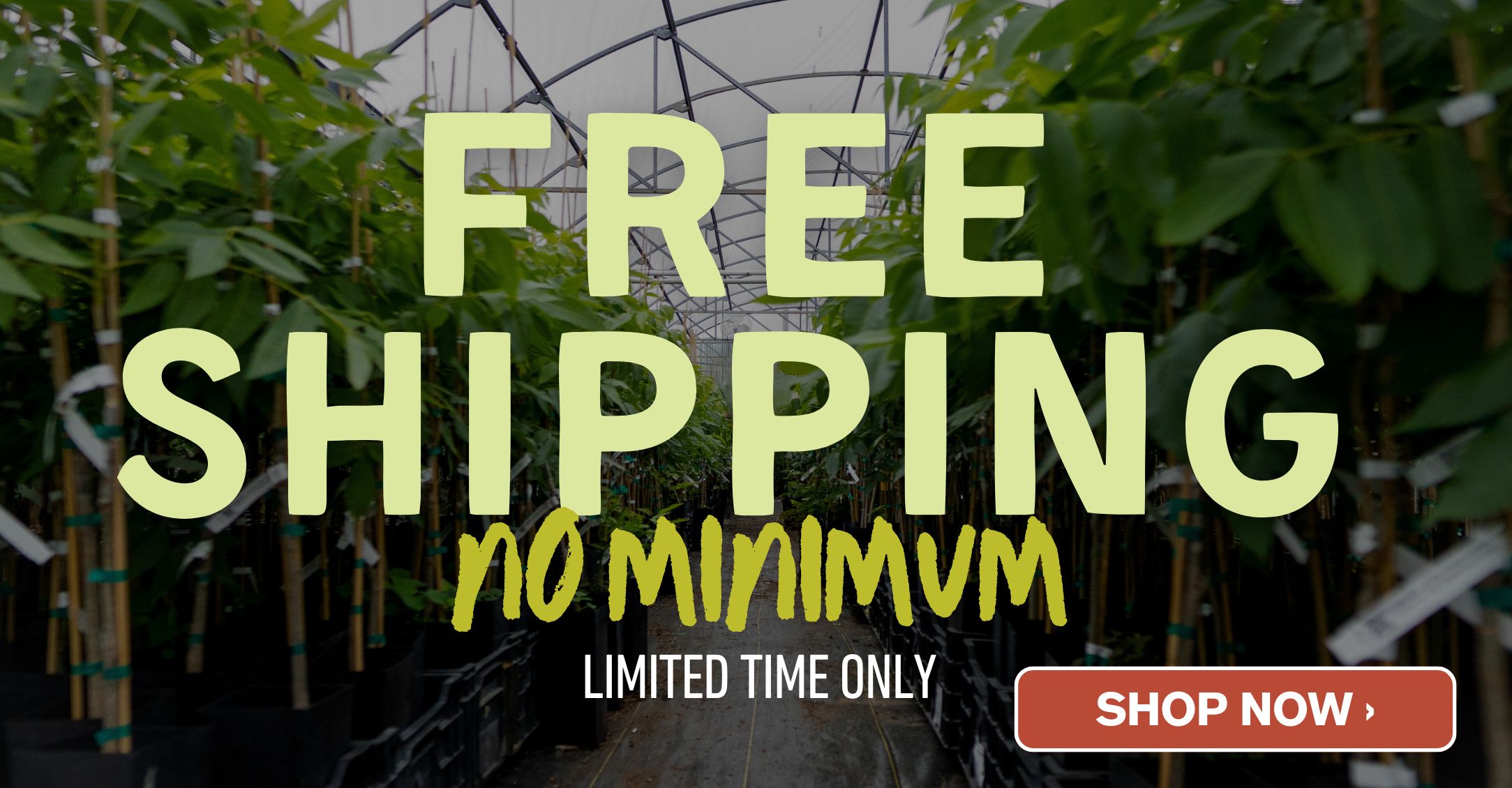Free Shipping - Limited Time Only