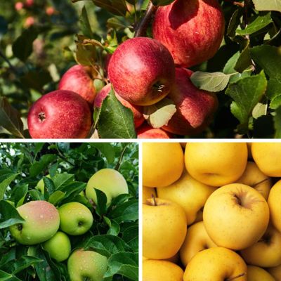 Photo of three different apple trees