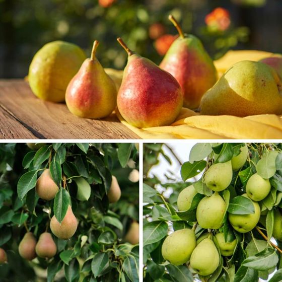 photo of three different types of pears