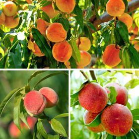 Three different types of peaches on trees