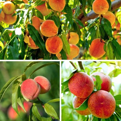 Three different types of peaches on trees