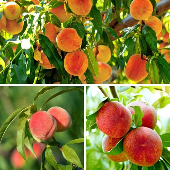 Three different types of peaches on trees