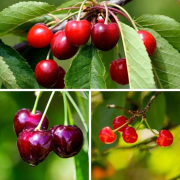 Photo of three different cherries on trees