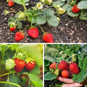 Photo of three different types of strawberries and plants