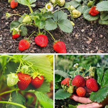 Photo of three different types of strawberries and plants