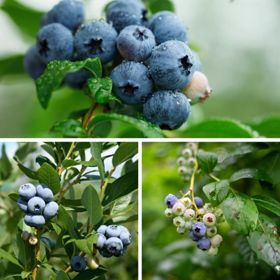 Photo of three different types of blueberries and plants