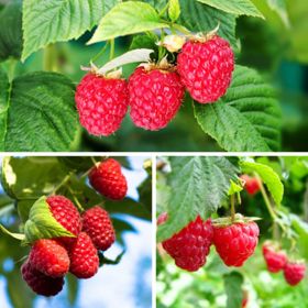 Photo of three different types of raspberries and plants
