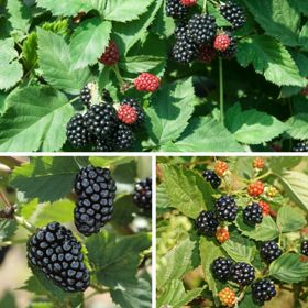 Photo of three different types of blackberries and plants