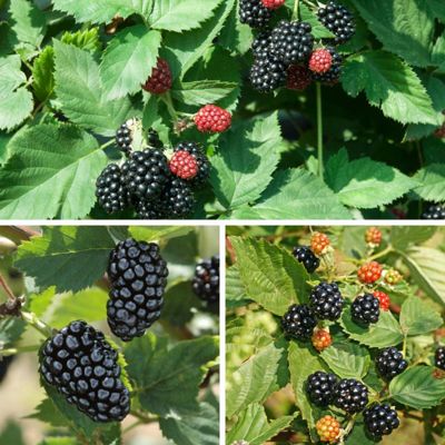 Photo of three different types of blackberries and plants