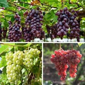 Photo of three different types of grapes and vines