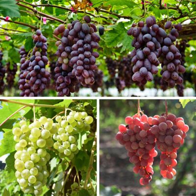 Photo of three different types of grapes and vines
