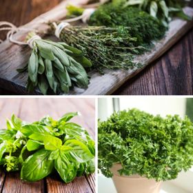 Photo of three different herb collections