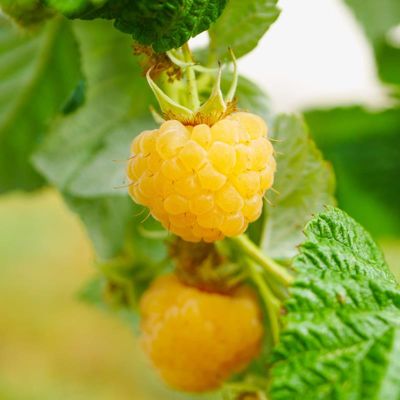 Yellow raspberry on plant