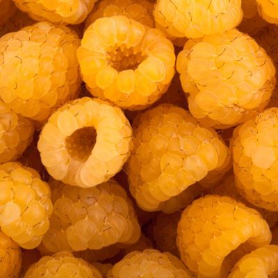 harvested yellow raspberries
