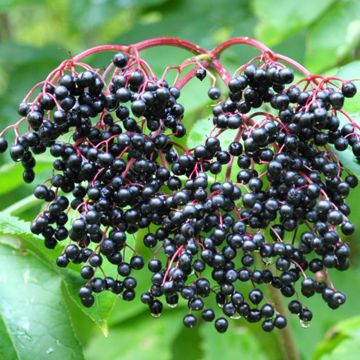 elderberry fruit on plant