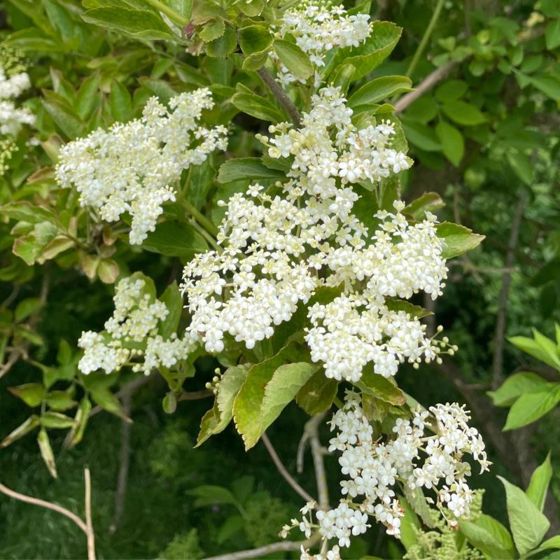 White blooms on an elderberry plant