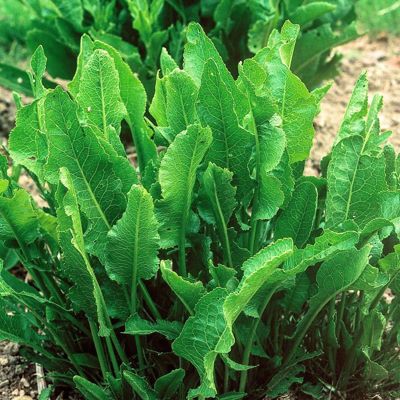 Green leaves of horseradish plant coming up out of the ground