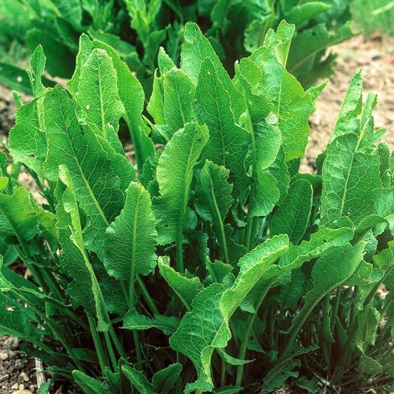 Green leaves of horseradish plant coming up out of the ground