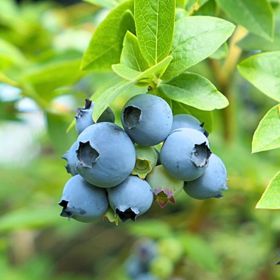 Ripe Blueberries on Plant
