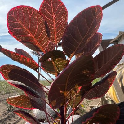 Underside of smokebush leaves